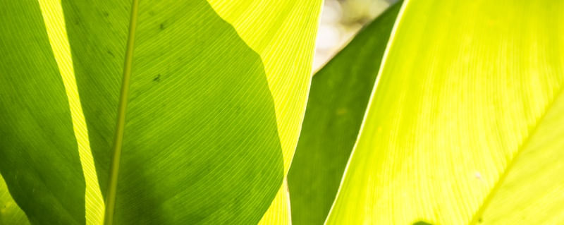 ILUMINADA COM SOMBRA (PH)