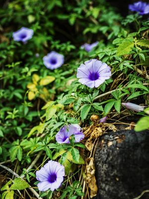 FLORES DA MATA