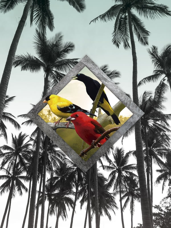 PASSARINHOS NA PRAIA