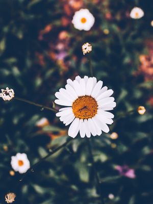 THE FLOWER