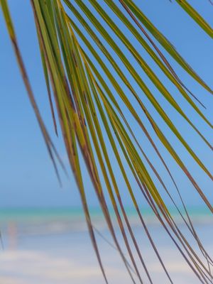 COQUEIRO A BEIRA MAR