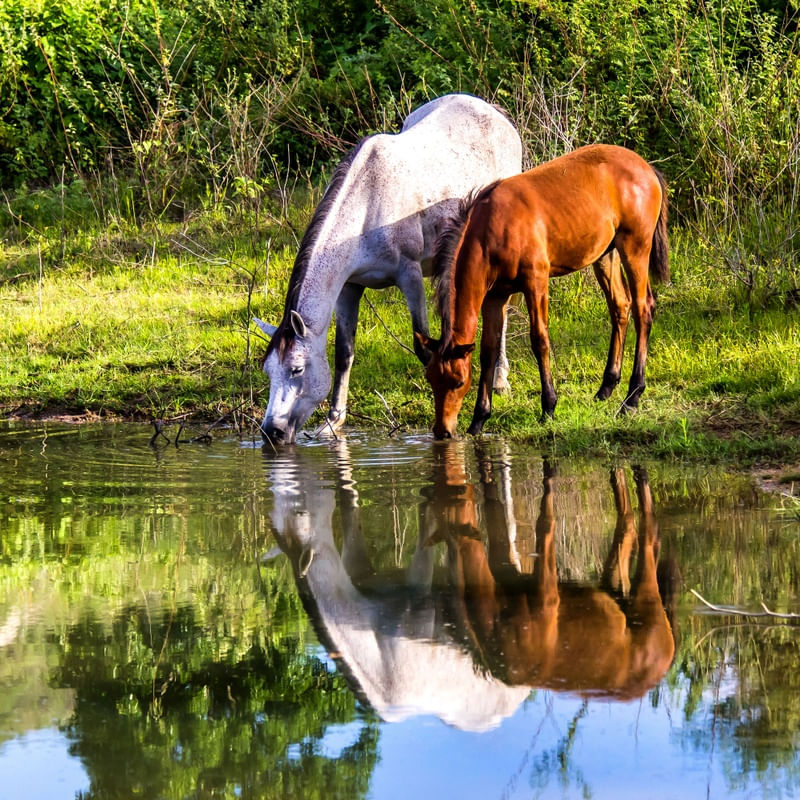 CAVALOS DA FULÔ