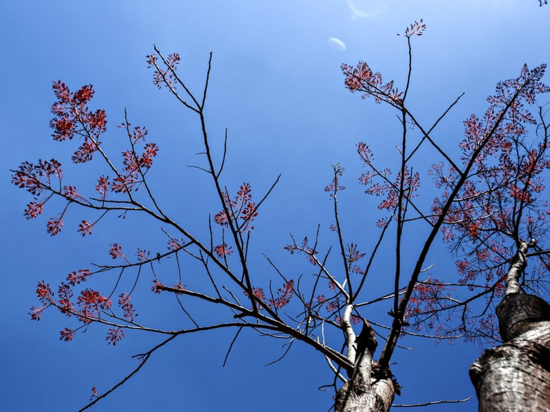 A ARVORES COM FLORES VERMELHAS