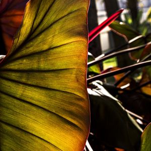 A PLANTA VERMELHA