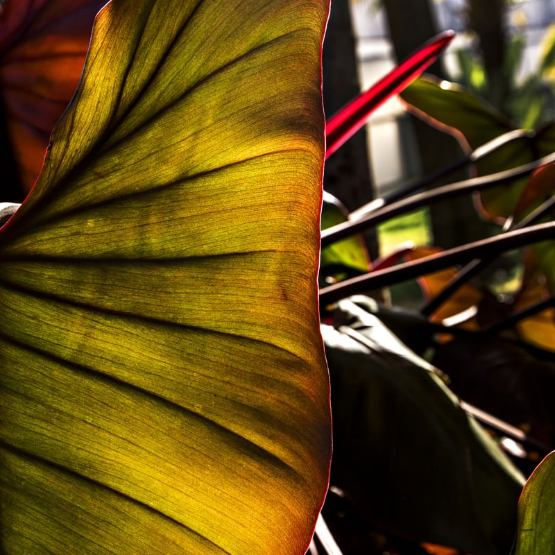 A PLANTA VERMELHA