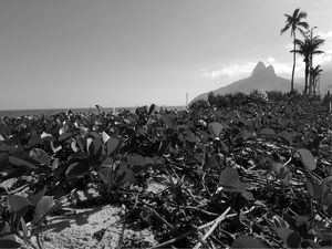 IPANEMA SOLO