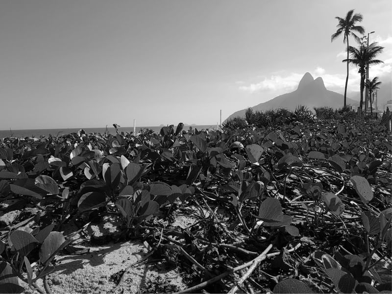 IPANEMA SOLO