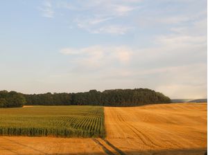 GOLDEN FIELD
