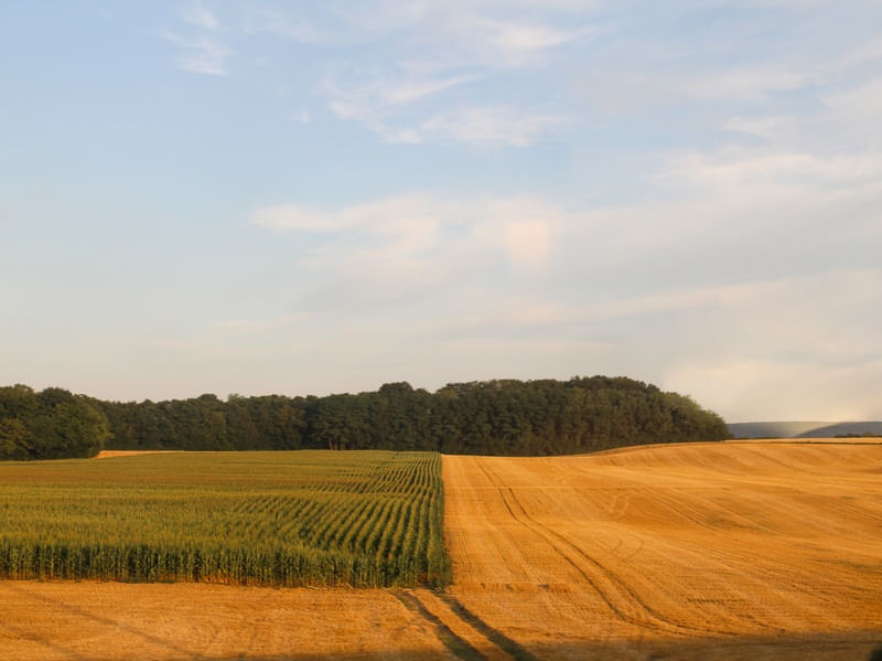 GOLDEN FIELD