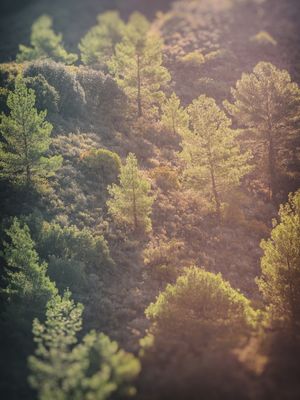 PINES IN THE MOUNTAINS