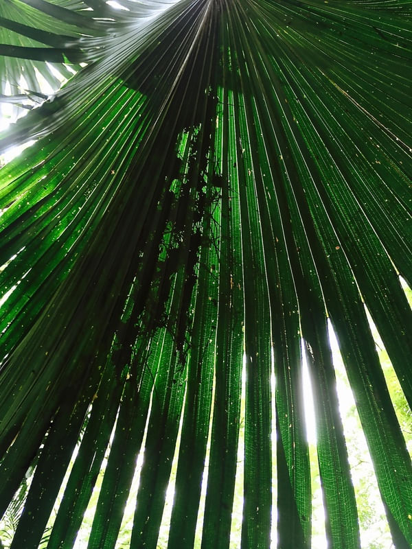 FOLHAS VERDES E SOL