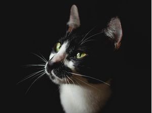A BLACK CAT