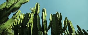 OS CACTOS II