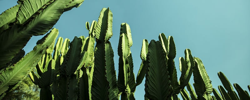 OS CACTOS II