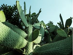 OS CACTOS VI