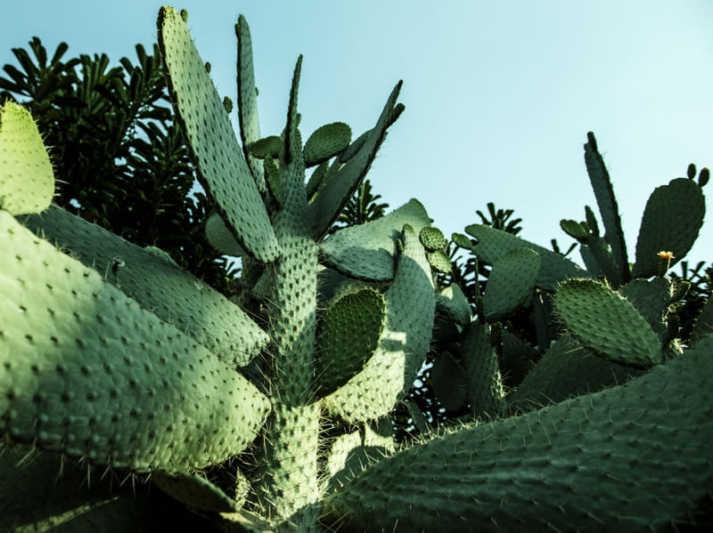 OS CACTOS VI