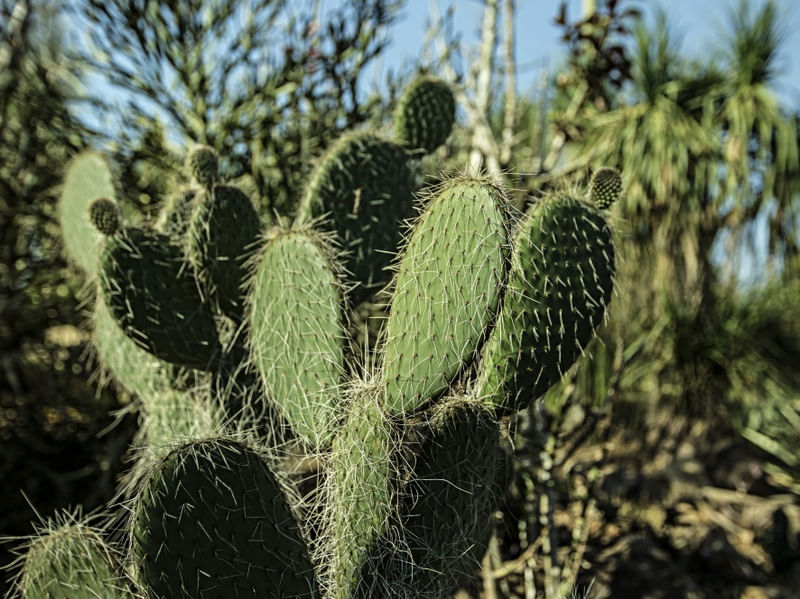 OS CACTOS VIII