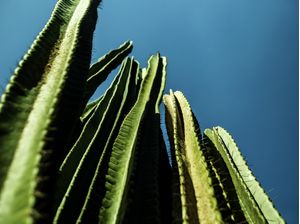 OS CACTOS IX
