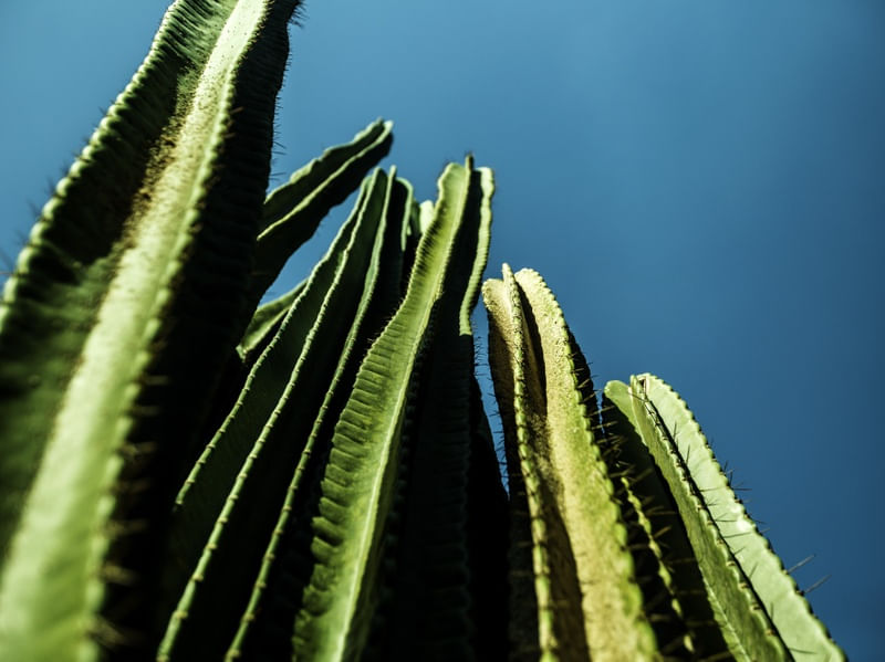 OS CACTOS IX
