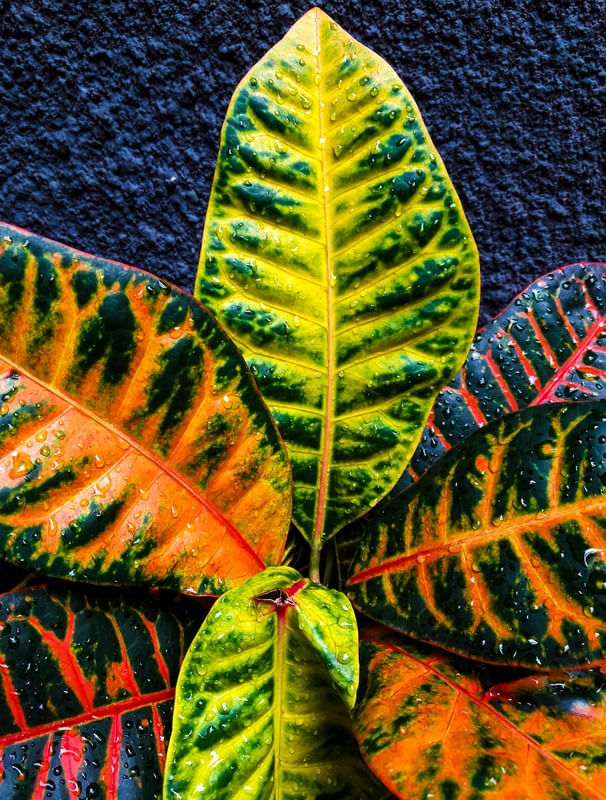 PLANTA MOLHADA 2