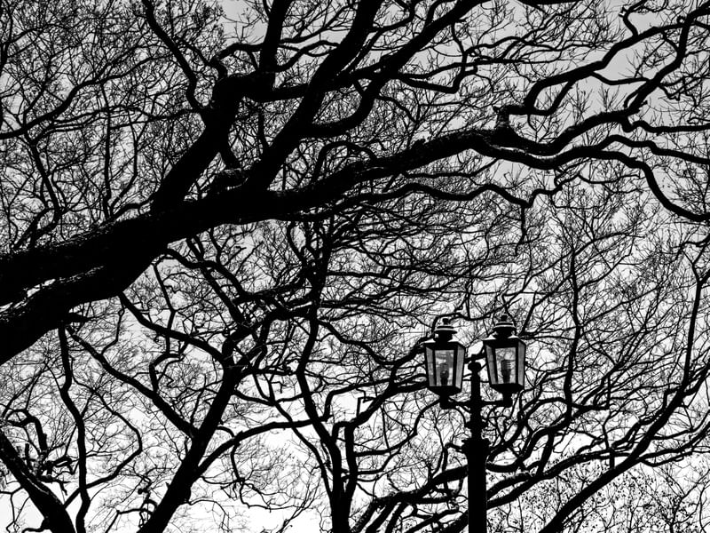 URBAN ARVORES