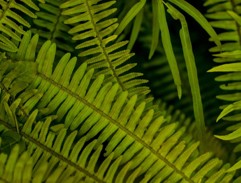 NATURAL FEELINGS