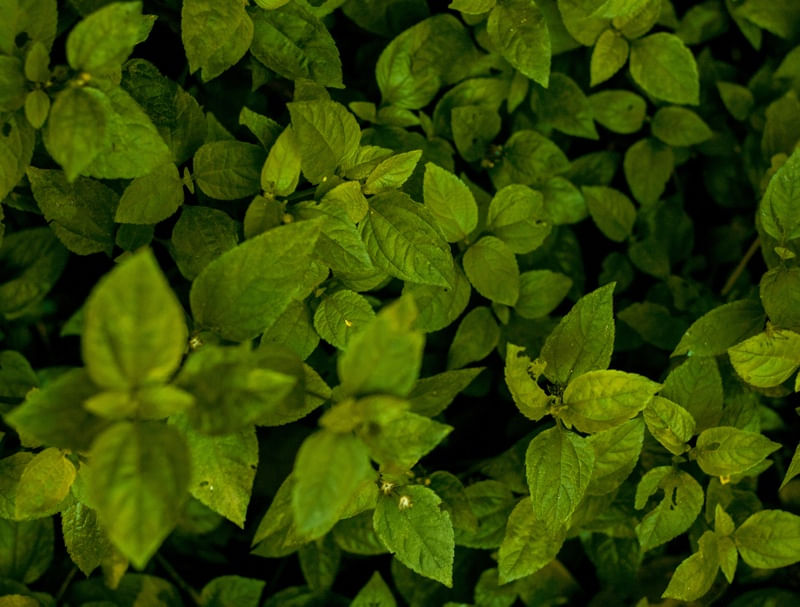 NATURAL FEELINGS 2