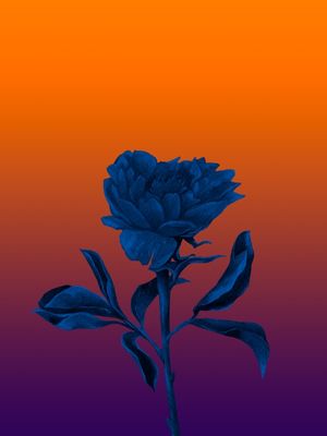 FLORNOTURNA R