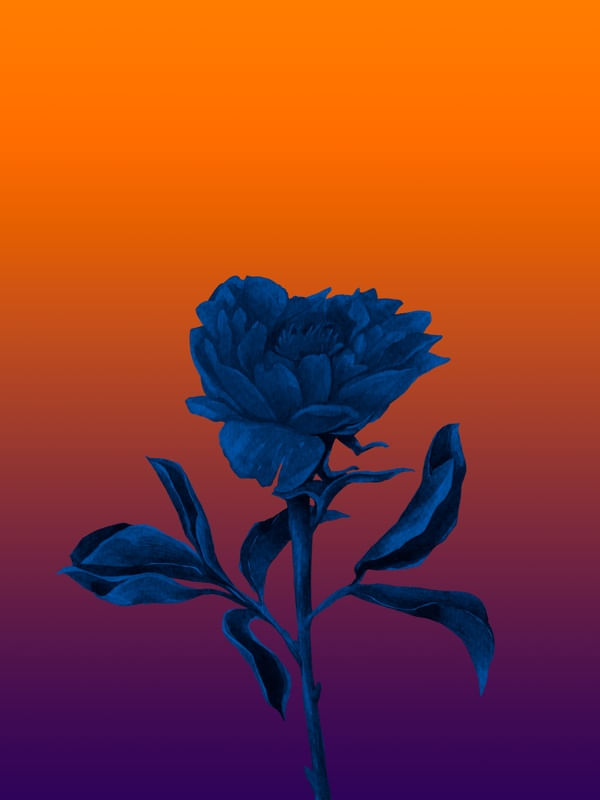 FLORNOTURNA R
