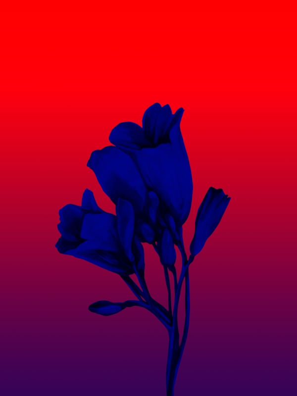 FLORNOTURNA A