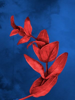FLORNOTURNA ALMA