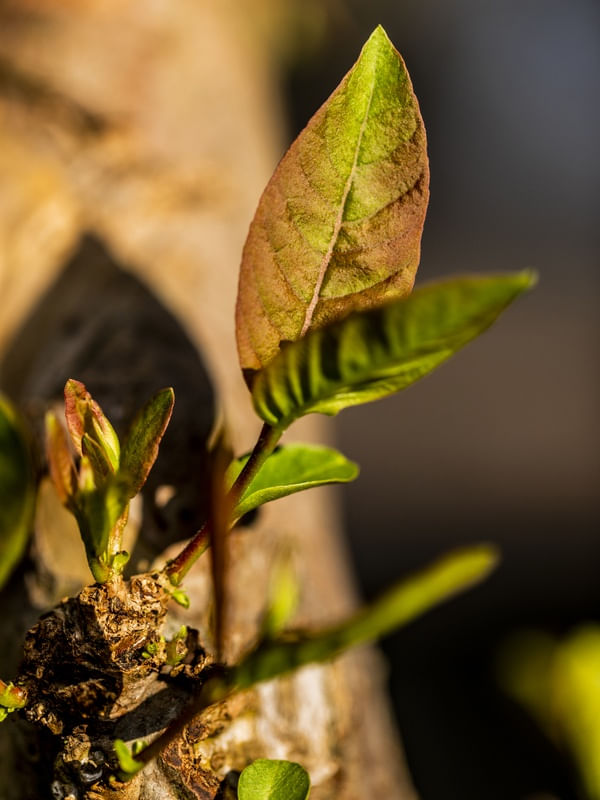 UMA TARDE NO QUINTAL 4 (MACRO COLLECTION)