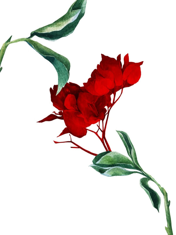 MINIMALISTA RED