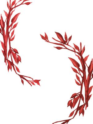 MINIMALISTA F RED