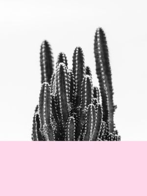 CACTOS ESCANDINAVO II