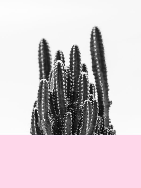 CACTOS ESCANDINAVO II