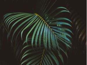 FOLHA VERDE NATUREZA PAZ
