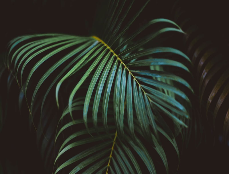 FOLHA VERDE NATUREZA PAZ