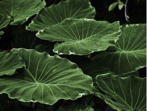 FOLHA PLANTA VERDE NATUREZA PAZ