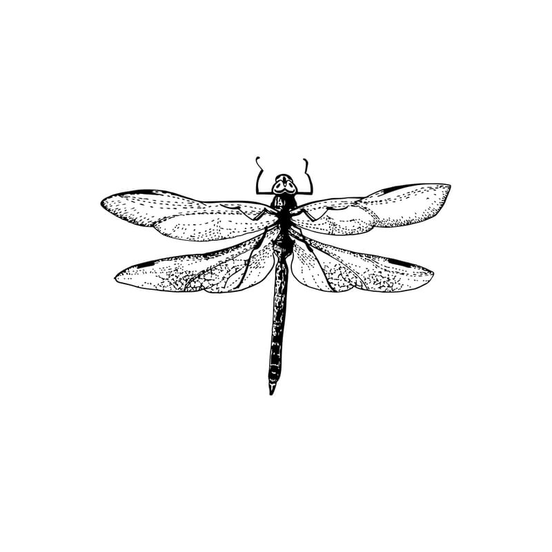 LIBÉLULA PB