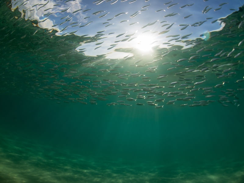 SARDINES