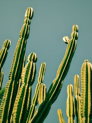 MANDACARU VERDE