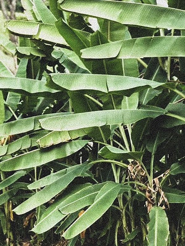 VERDE 1