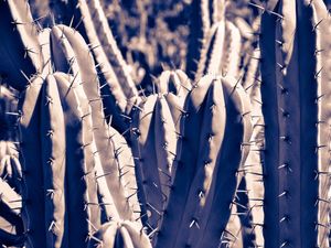 CACTOS PRATEADOS
