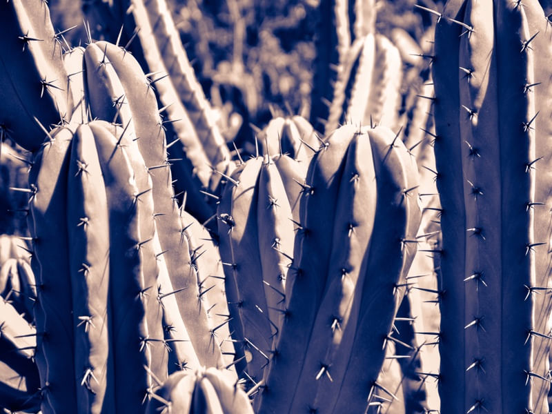 CACTOS PRATEADOS
