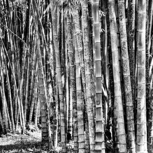 BAMBU 02