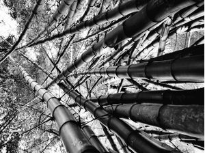 BAMBU 03