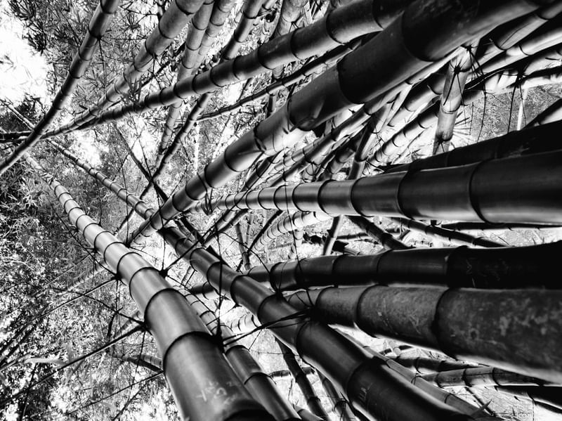 BAMBU 03