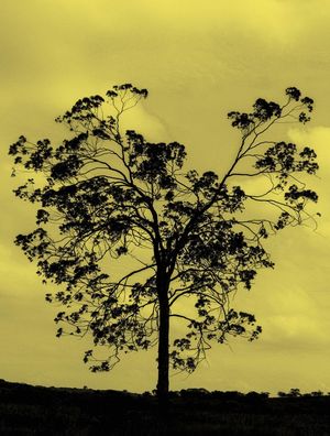 AMARELO ARVORE