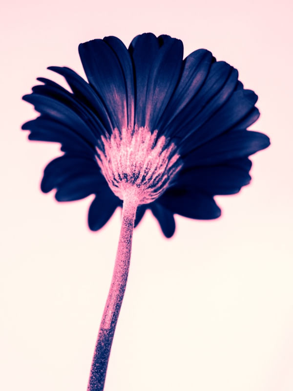 GÉRBERA #1